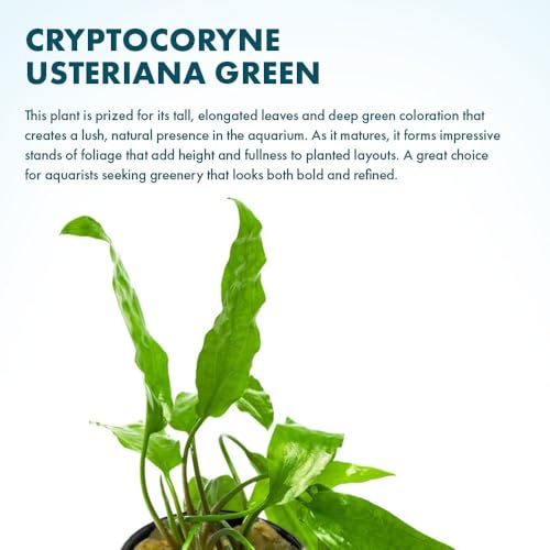SubstrateSource Cryptocoryne Live Aquarium Plants - Freshwater Plant for Aquariums, Planted Fish Tanks - Beginner Friendly (Usteriana Green, 3 Pots (15-20 Plants)) - color: Usteriana Green, size: 3 Pots