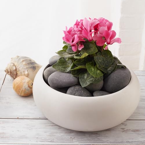 Flat River Rocks for Painting Vase Filler Aquarium Gravel Grey, Large 5 lbs - Landscaping Pebbles for Indoor Plants, Fish Tank Gravel, Terrarium & Home Decor, Painting, DIY & Crafting – Royal Imports - size: Large - 5 lbs, style: Grey