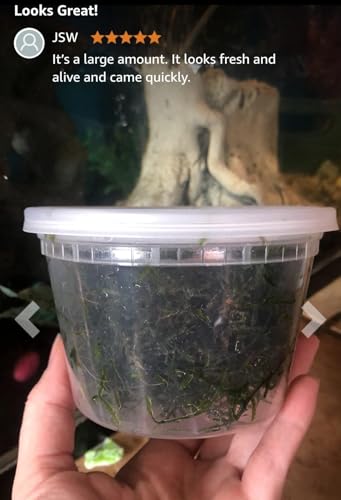 Swimming Creatures™ Live Aquarium Plants (Java Moss (25sq inch Portion)) - color: Java Moss (25sq inch Portion)