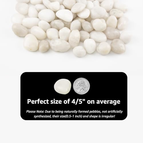River Rocks - Natural Polished White Pebbles, 0.5-1 inch, 10 Lbs - Ideal for Indoor Planting, Vase Filling, Aquarium Decoration, and Garden Landscaping (White, Weight: 10 LB) - color: White, size: Weight: 10 LB