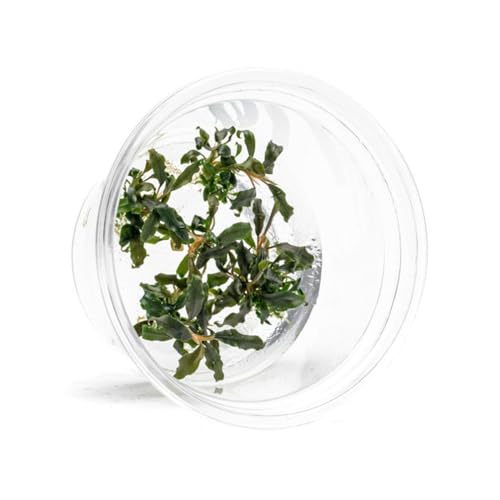 UNS Snail Free TC Bucephalandra Kedagang Japan (Bucephalandra sp. 'Kedagang Japan') - Low to Medium Light, Dark Green Leaves, Foreground to Midground - Tissue Culture - 1 Pack - color: Bucephalandra Kedagang Japan