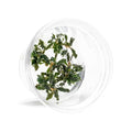 UNS Snail Free TC Bucephalandra Kedagang Japan (Bucephalandra sp. 'Kedagang Japan') - Low to Medium Light, Dark Green Leaves, Foreground to Midground - Tissue Culture - 1 Pack - color: Bucephalandra Kedagang Japan