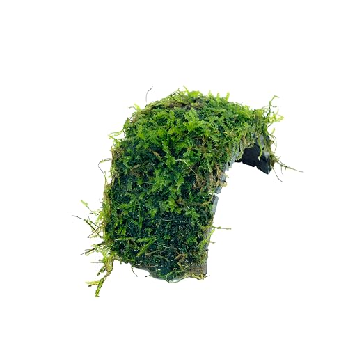 Java Moss on Coconut Shell Driftwood Bridge Live Aquatic Plant for Freshwater Fish Tank Decoration