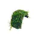 Java Moss on Coconut Shell Driftwood Bridge Live Aquatic Plant for Freshwater Fish Tank Decoration