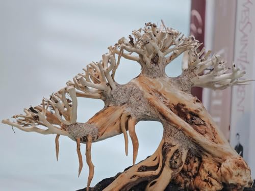 Azil Aquascape Bonsai Driftwood Tree 10” – Premium Natural Aquarium Decor for Fish Tanks, Freshwater Aquariums, Hardscape & Planted Tanks - size: bonsai 10"