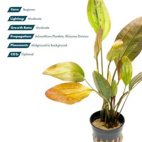 SubstrateSource Echinodorus Ozelot Sword Live Plant for Freshwater Aquariums, Natural Fish Tank Decorations, and Aquatic Decor (1 Pot (2-3 Plants)) - color: Ech. Ozelot, size: 1 Pot