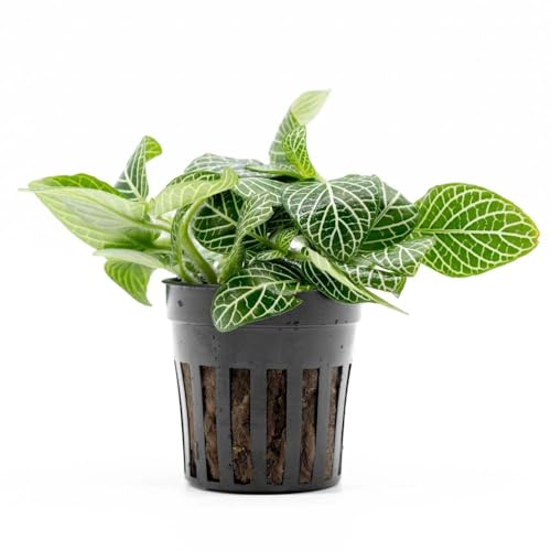 SubstrateSource Live Jungle Plants - Nerve Plant (Fittonia albivenis) - Low to Medium Light, Green with White Veins, Indoor Pot or Terrarium, Decorative Creeping Foliage - Pot - color: Fittonia Albivenis, size: Pot