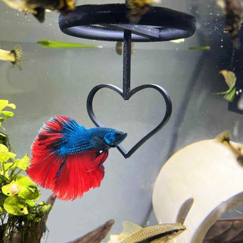 Floating Heart Betta Training Ring, Heart Active Betta Training Ring, Floating Feeder, Enrichment Toys for Aquarium Decor, Pink, 3.8in x 3.7in (Black, Pack of 2) - color: Black, size: Pack of 2