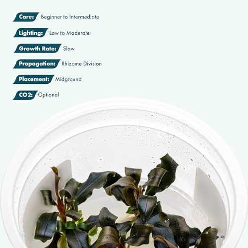 SubstrateSource Live Plants - Bucephalandra Lamandau Purple (Bucephalandra sp. 'Lamandau Purple') - Low to Moderate Light, Dark Green with Purplish Tones, Midground Placement - Tissue Culture - 1 Pack - color: Bucephalandra Lamandau Purple