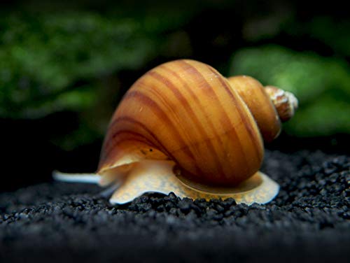 Aquatic Arts 5 Live Albino Mystery Snails | Freshwater Aquarium Scrapers/Real Living Nano Fish Tank Pet | Glass Clearing Snail Decorations - size: 5-SNAILS