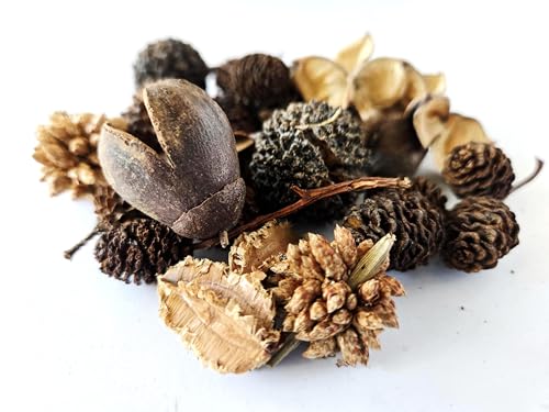 Natural Botanical Seed Pods, 37-Piece Premium Small Seed Pod Mixed Variety Pack, Bioactive Botanicals, Nano Terrarium Decor, Isopod Food and Hides, Aquarium Botanicals
