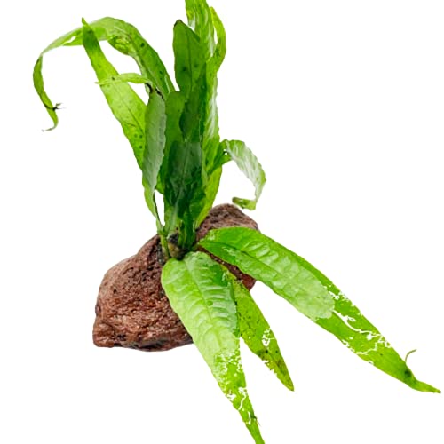 Java Fern On Driftwood Live Aquarium Plant Tropical Freshwater Decorations