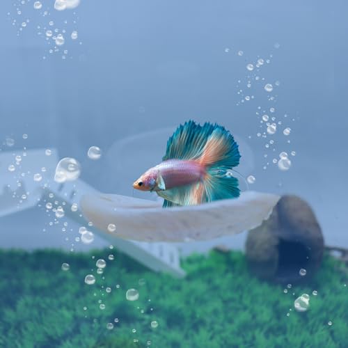 4-Pack Natural Shell Betta Fish Hammocks with Suction Cups – Betta Tank Accessories, Resting Ledges & Aquarium Shell Décor for Small Fish