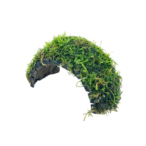 Java Moss Freshwater Live Aquarium Plants on Coconut Shell Driftwood Bridge Perfect for Fish Tank Decoration