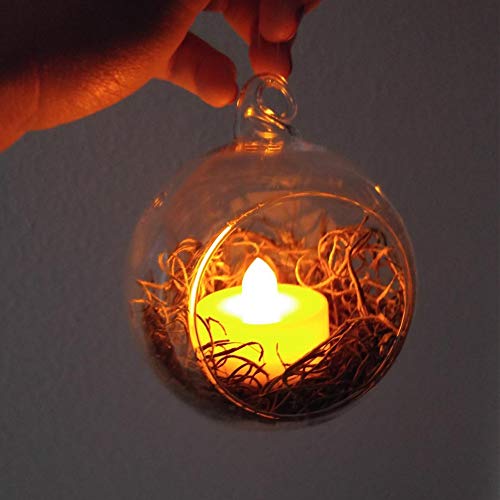 WGV Hanging Terrarium Globe, Width 3", Height 4", DIY Air Succulent Planter, Clear Glass Vase Orb with Flat Bottom, Candle Holder for Windowsill Outdoor Garden Decor, 6 Pieces Bulk - size: 3" Flat Bottom