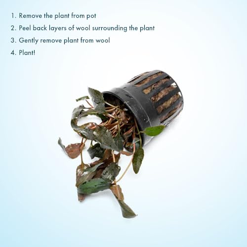 SubstrateSource Cryptocoryne Live Aquarium Plants - Freshwater Plant for Aquariums, Planted Fish Tanks - Beginner Friendly (Wendtii Brown, 5 Pots (20-25 Plants)) - color: Wendtii Brown, size: 5 Pots