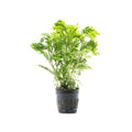 SubstrateSource Live Terrarium Plants - Spikey Moss for Terrariums, Paludariums - Easy, Beginner Friendly (Selaginella Wallichi) - color: Selaginella Wallichi, size: Pot