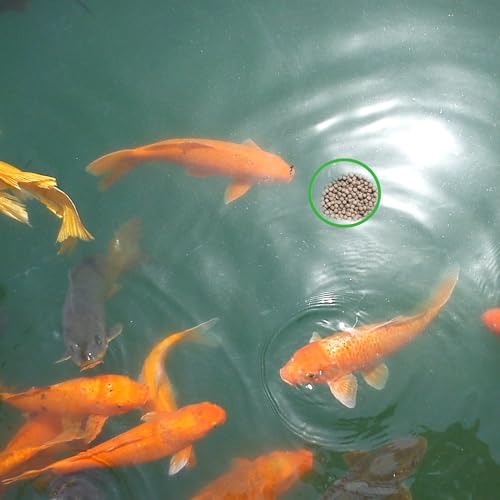 Jeffdad 5pcs Aquarium Floating Plant Rings, Foam Floaters Plant Corral Fish Feeding Ring Aquarium Feeding Ring, for Intercepts Floating Plants(Green)