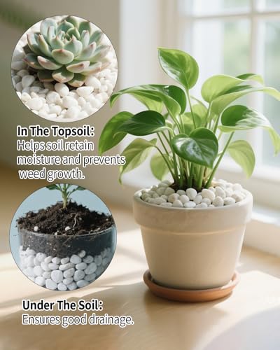 3LB White Succulent & Cactus Gravel Pebbles - 1/4-3/8 Inch Natural Polished River Rocks, Decorative Stones for Plants, Terrariums, Vases, Aquariums & Outdoor Gardening - color: White, size: 3 lb