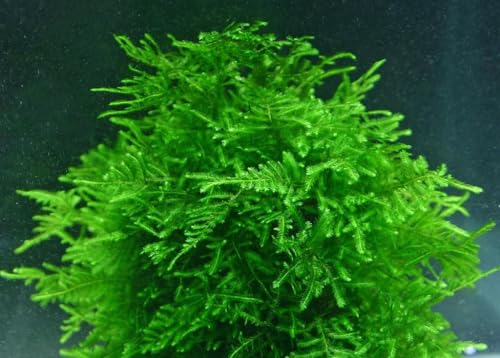 Java Moss Taxiphyllum Barbieri Easy Live Aquarium Plant, Green