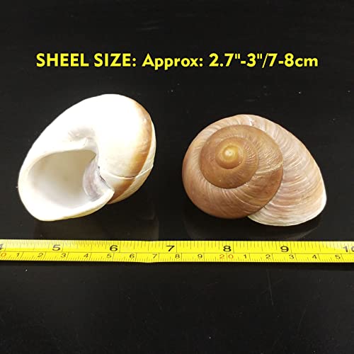 4 Pack Large Hermit Crab Shells, Muffin Snail, Turbo, Giant Land Snail | Hermit Crab House for Fish Tank Aquarium Decoration, Beach Home Decor, Wedding Centerpieces, 2.75"-3"