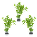 SubstrateSource Live Aquarium Stem Plants - Freshwater Aquatic Plant for Fish Tanks, Aquascaping - (Bacopa Australis, 4 Bunches) - color: Bacopa Australis, size: Lead Bunch - 4 Pack