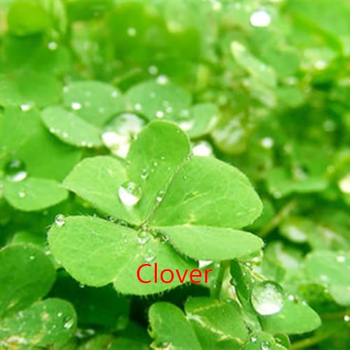5 Pack Aquarium Plant S.e.e.d Set, not Artificial plasticl Plant. Real Grass Tank Decor Replacement for Resin or Plastic Grass JYL5pcyimoyuiyang2603169977
