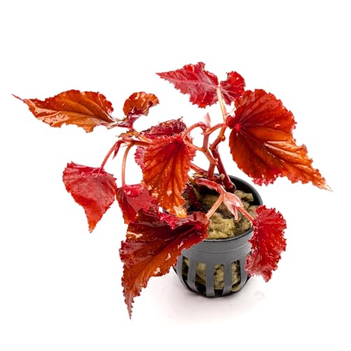 SubstrateSource Live Jungle Plants - Begonia Arabian Sunset (Begonia sp.) - Medium to High Light, Bronze Red Orange Accent, Terrarium or Paludarium, Terrestrial Plant - Pot - color: Begonia Arabian Sunset, size: Pot
