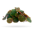 Aquarigram 60+ Leaves Red Root Floaters Live Floating Plants for Aquarium (Phyllanthus Fluitans)…