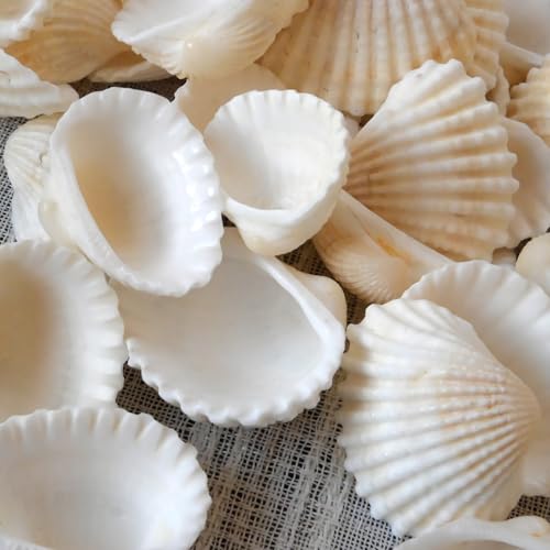 Small Seashell for Craft, Natural White Clam Sea Shells, DIY Assortment, Tiny Shell, Ocean-Themed Decorations, Fish Tank Plant Gravel, Party Wedding Home Decor Vase Filler, 200pcs