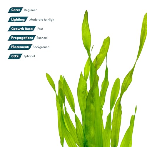 SubstrateSource Live Plant - Tall Grass, Vallisneria Americana - Easy Care, Moderate to High Light, Bright Green Accent, Freshwater Aquatic Plant for Aquascaping - Lead Bunch - color: Americana, size: Lead Bunch - 1 Pack