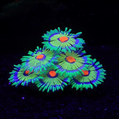 ZtohPyo Glowing Effect Fish Tank Aquarium Decorations, Artificial Silicone Plants Ornaments for Fish Tank Landscape Decor Glow in The Dark Soft Anemone for Small Fish Bowl Decor - color: Green