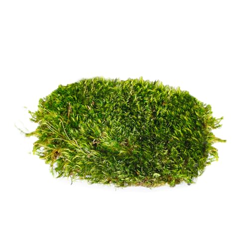 Super Moss Mood Moss Preserved Natural Green 1200cuin, Fresh Green, 200 in3 Bag (Appx. 8oz) (21539) (Pack of 2) - color: Fresh Green, size: 8 Ounce (Pack of 2)
