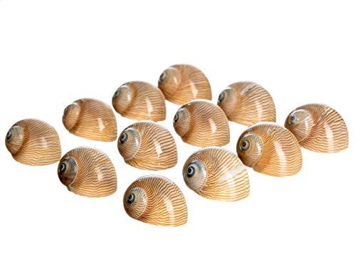 Hermit Crab Shells | Turbo Shells | 12 Natica Lineata Shells 3/4"- 1.5" | Hermit Crab House for Décor | Plus Free Nautical eBook by Joseph Rains