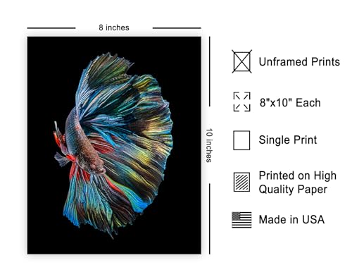 Monem Art Siamese Fighting Fish Print - The Betta Fish Poster - Marine Life Art - Animal Photography Wall Decor - Living Room or Office Decor - 8x10 Unframed Wall Art by Andi Halil - color: Style-03, size: 8"L x 10"W
