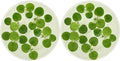 Amazon Frogbit, Limnobium laevigatum, Live Aquarium/Aquatic/Freshwater/Floating/Pond Plant/Planted Tank/Aquascaping/Paludarium by Aquarium Plant Center (12 Plants (36+ Leaves)) - style: 12 Plants (36+ Leaves)