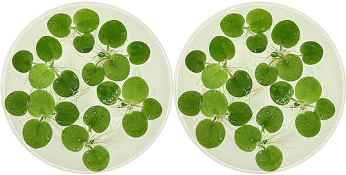 Amazon Frogbit, Limnobium laevigatum, Live Aquarium/Aquatic/Freshwater/Floating/Pond Plant/Planted Tank/Aquascaping/Paludarium by Aquarium Plant Center (12 Plants (36+ Leaves)) - style: 12 Plants (36+ Leaves)