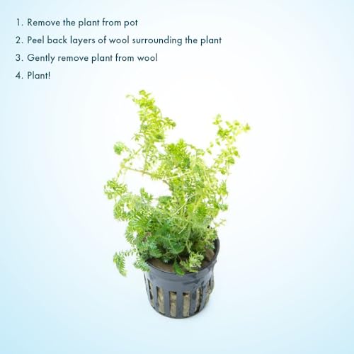 SubstrateSource Live Plants - Selaginella Siamensis (Selaginella siamensis) - Low to Medium Light, Bright Green to Lime Accents Aquatic Plant, Emersed or Terrarium Placement - Pot, 1 Pack - color: Selaginella Siamensis Hieron, size: Pot