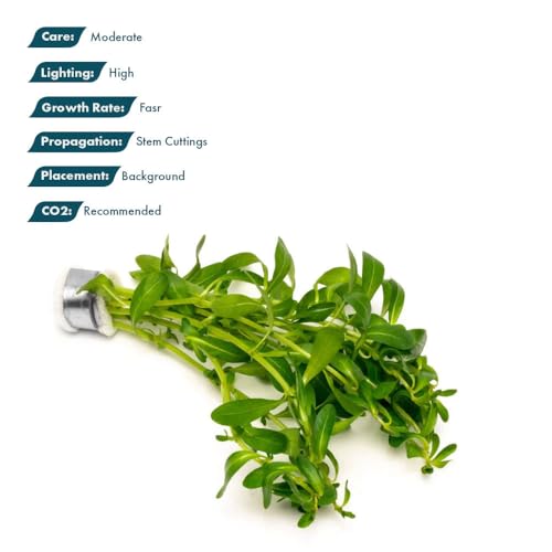 SubstrateSource Live Plant - Ludwigia Inclinata 'Green' - Moderate Care, High Light, Bright Green Accent, Freshwater Aquatic Plant for Aquascaping - Lead Bunch - color: Ludwigia Inclinata Green, size: Lead Bunch - 1 Pack