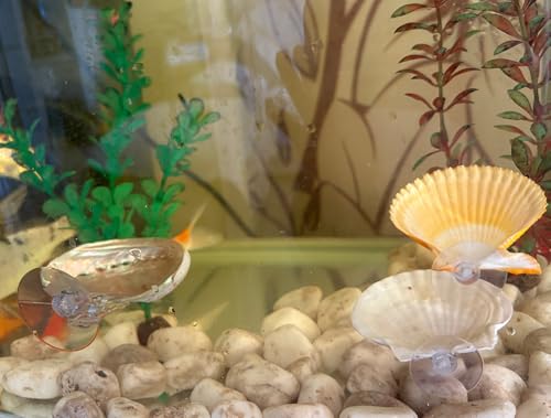 Natural Seashell Aquarium Decor with Suction Cups Fish Tank Hideaway for Betta, Shrimp, Cichlids, Safe Ornament for Freshwater & Saltwater Tanks