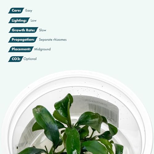 SubstrateSource Live Aquarium Plant - Bucephalandra sp. Green Wavy - Snail Free in-Vitro Easy Care Freshwater Aquatic Plants for Aquascaping, Low Light, Slow Growth - Tissue Culture - color: Bucephalandra sp. Green Wavy