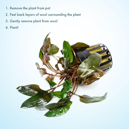 SubstrateSource Live Plants - Cryptocoryne Wendtii 'Florida Sunset' (Cryptocoryne wendtii) - Medium to High Light, Pink-White Accent for Midground Freshwater Aquarium Aquascaping - Pot - color: Florida Sunset, size: Pot