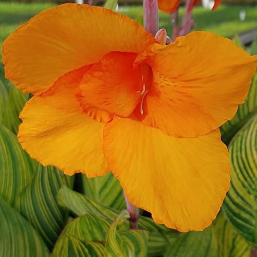 Canna ‘Pretoria’, a Great Live Pond Plant for Your Water Garden. Filters koi and Goldfish Pond. Good for Bogs, Plant Shelf or Shallow Water This marginal Aquatic is a Real Beauty - color: Canna 'Pretoria'