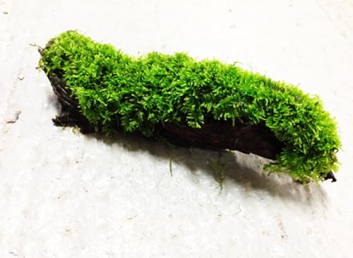 Aquarium Moss On Driftwood - Live Aquarium Plant - Freshwater - Low Light - size: Small 4-6 Inches