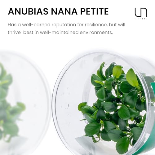 Ultum Nature Systems Anubias Nana Petite Tissue Culture Live Plant for Aquarium, Freshwater Fish Tank, Aquascaping - 100% Snail Free in Vitro - color: Anubias Nana Petite