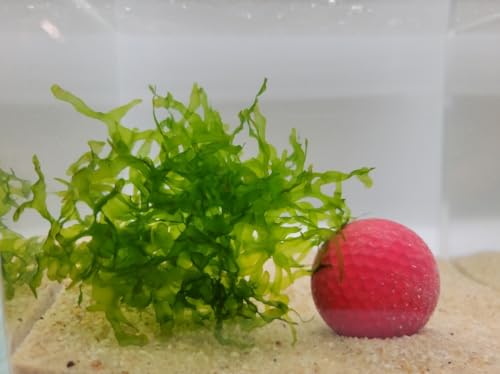 Enchanting Aquatic Moss Collection: Create a Lush Underwater Landscape with Easy-Care Varieties - Perfect for Aquarium Décor and Aquascaping (5 Subwassertang Moss - Golfball Size) - style: 5 Subwassertang Moss - Golfball Size