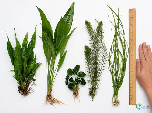 Assorted Mixed Plant Bundle - Live Aquarium Plant - Freshwater - Low | Medium | High Light