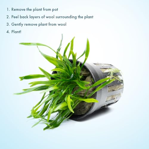 SubstrateSource Cryptocoryne Live Aquarium Plants - Freshwater Plant for Aquariums, Planted Fish Tanks - Beginner Friendly (Lucens, 1 Pot (3-5 Plants)) - color: Lucens, size: Pot