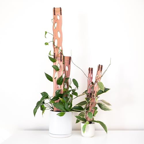 Treleaf Zella Grande Starter Kit – Wooden Extendable Plant Trellis for Indoor Climbing Houseplants – Modular Plant Support with 2 Bases + 2 Extensions - Moss Pole Alternative - size: Grande - Starter Kit