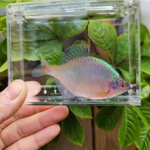 Acrylic for Fishing Photo Tank, L - size: Large